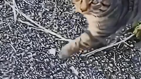 The last one is the best. Cute animal moments captured
