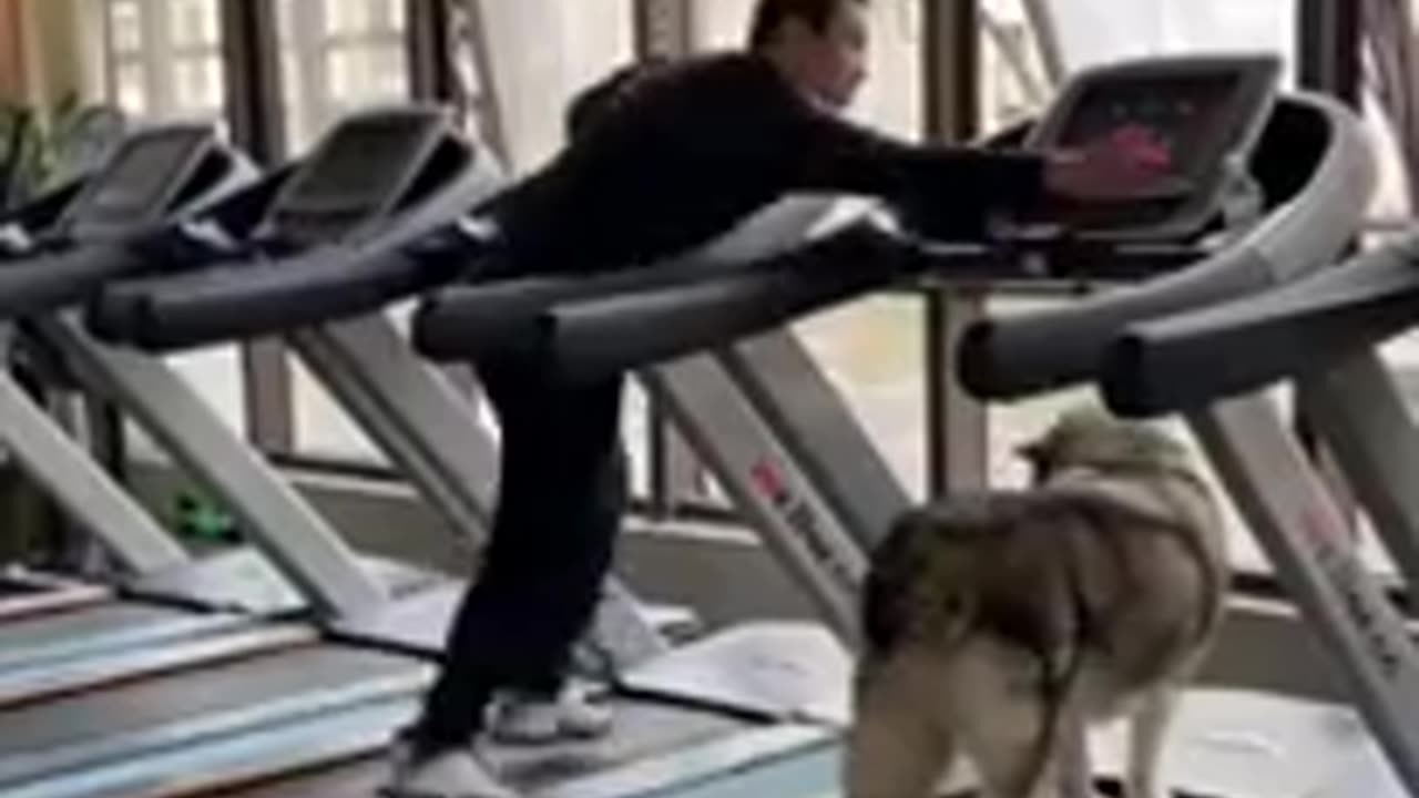 Dog training video