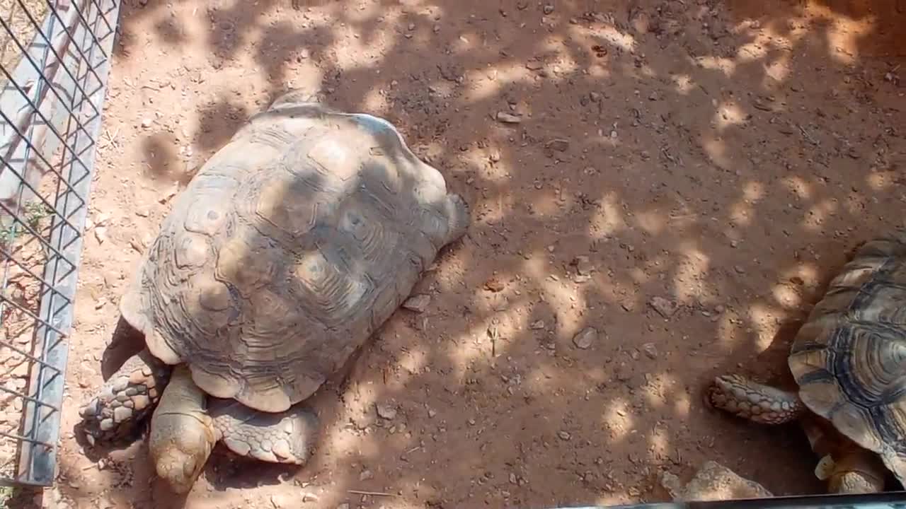 HUGE FAT TORTOISE TRYING TO ESCAPE AFTER TORTOISE STEALS HIS FOOD SPIKE GOES CRAZY-1