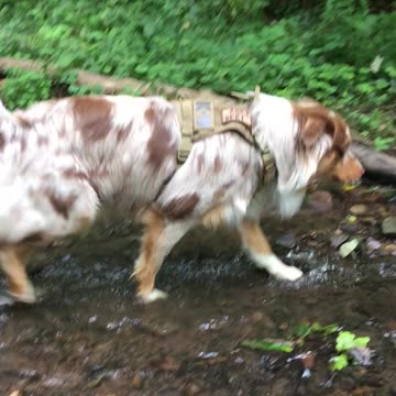 Cute dog exploring a small creek