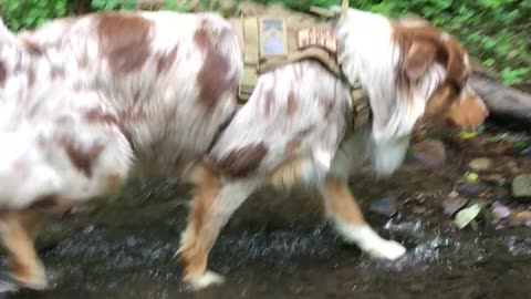 Cute dog exploring a small creek