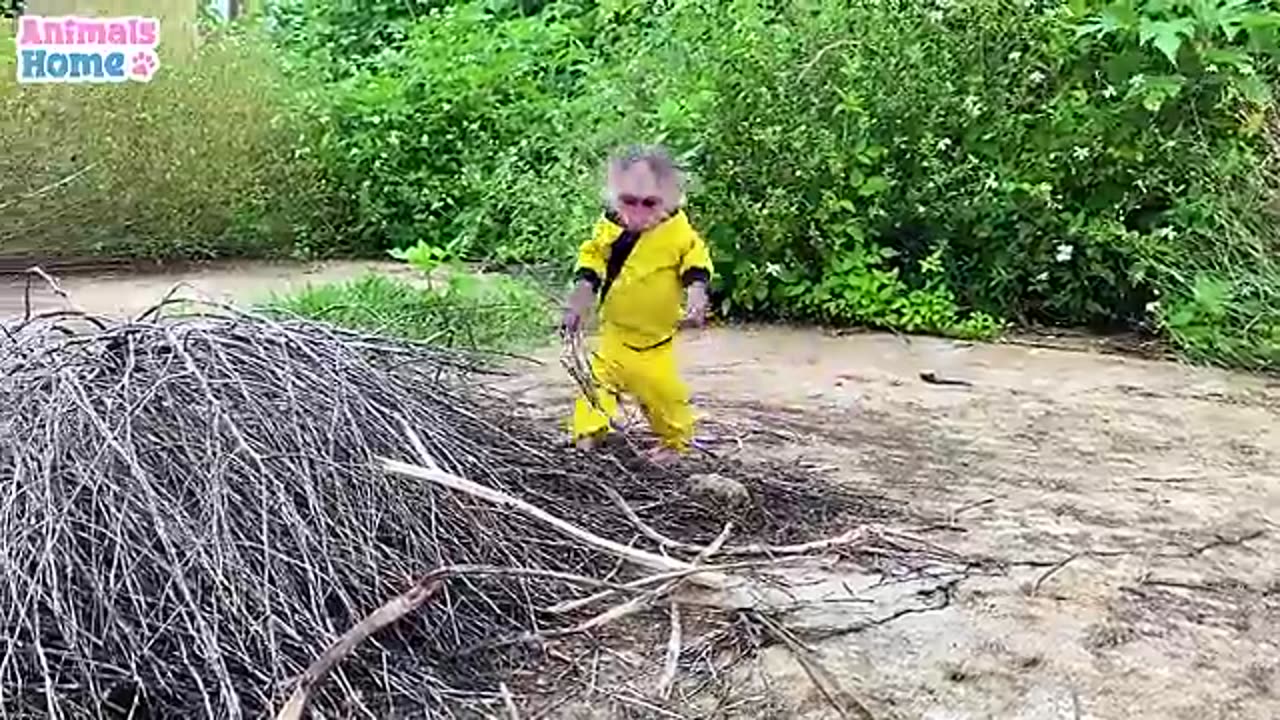 Little farmer baby monkey obedient take care of her friends