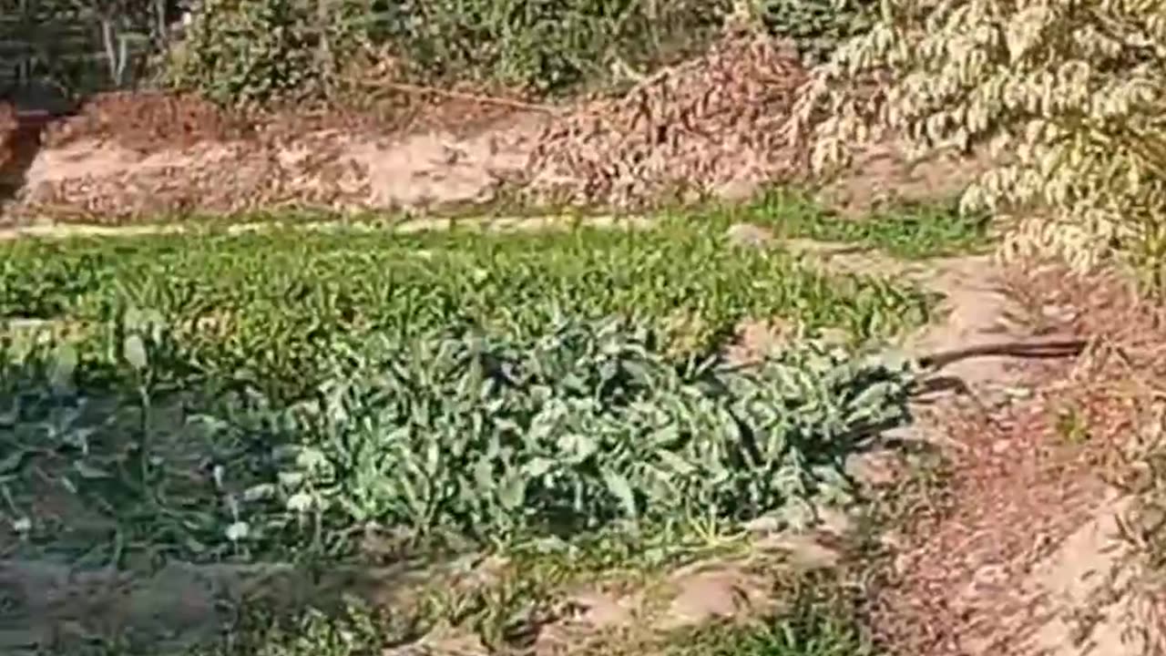 Gardening || Village beauty || home garden || healthy vegetables