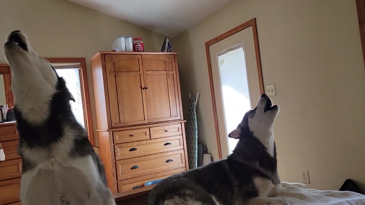 siberian husky Howling