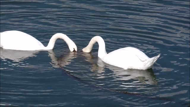 Two swans playing and swimming in the water