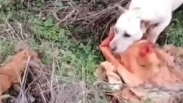 #funny #cute ❤ #dogs 🐶 and #cats 🐱 part 28