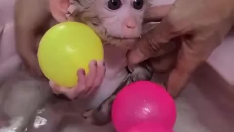 Bath time for baby monkey