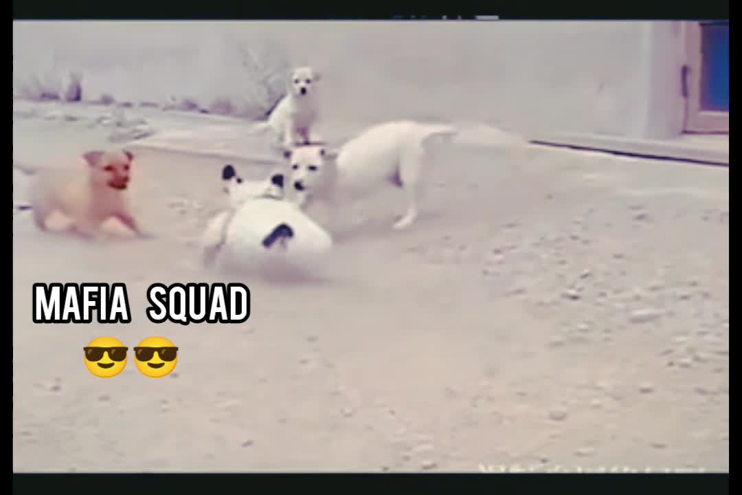 Mafia dogs😎😎 #Donaldtrump
