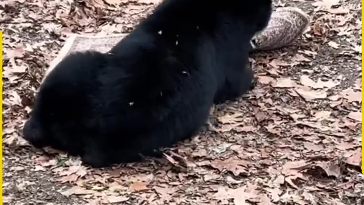 No_one_to_play__This_bear_enjoys_its_owncompany!(1080p)