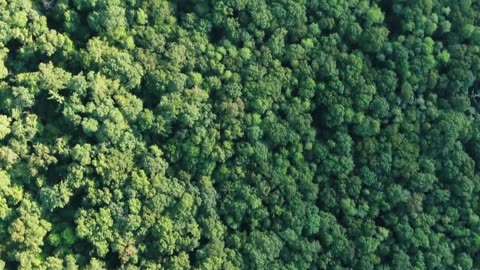 What's Hidden Behind 2,124,000 Square Miles of the Unexplored Amazon Forest