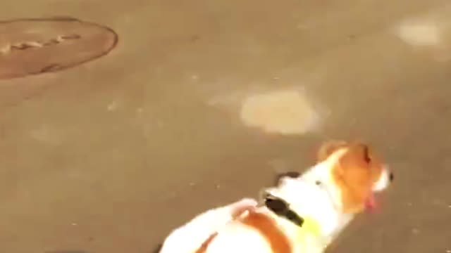 Funniest Dogs Reaction