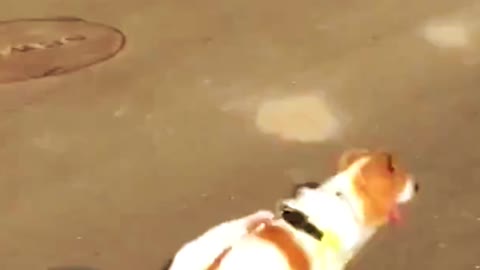 Funniest Dogs Reaction