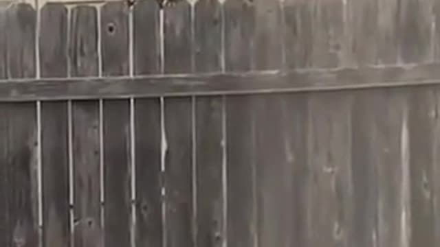 Caring mother racoon carrying its children across a fence
