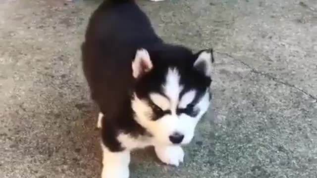 Funny Dog Videos 2022 😁 Funniest Stubborn Husky Dog Videos 😁😇 Best Funny Animal Videos 2022 😺