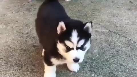 Funny Dog Videos 2022 😁 Funniest Stubborn Husky Dog Videos 😁😇 Best Funny Animal Videos 2022 😺