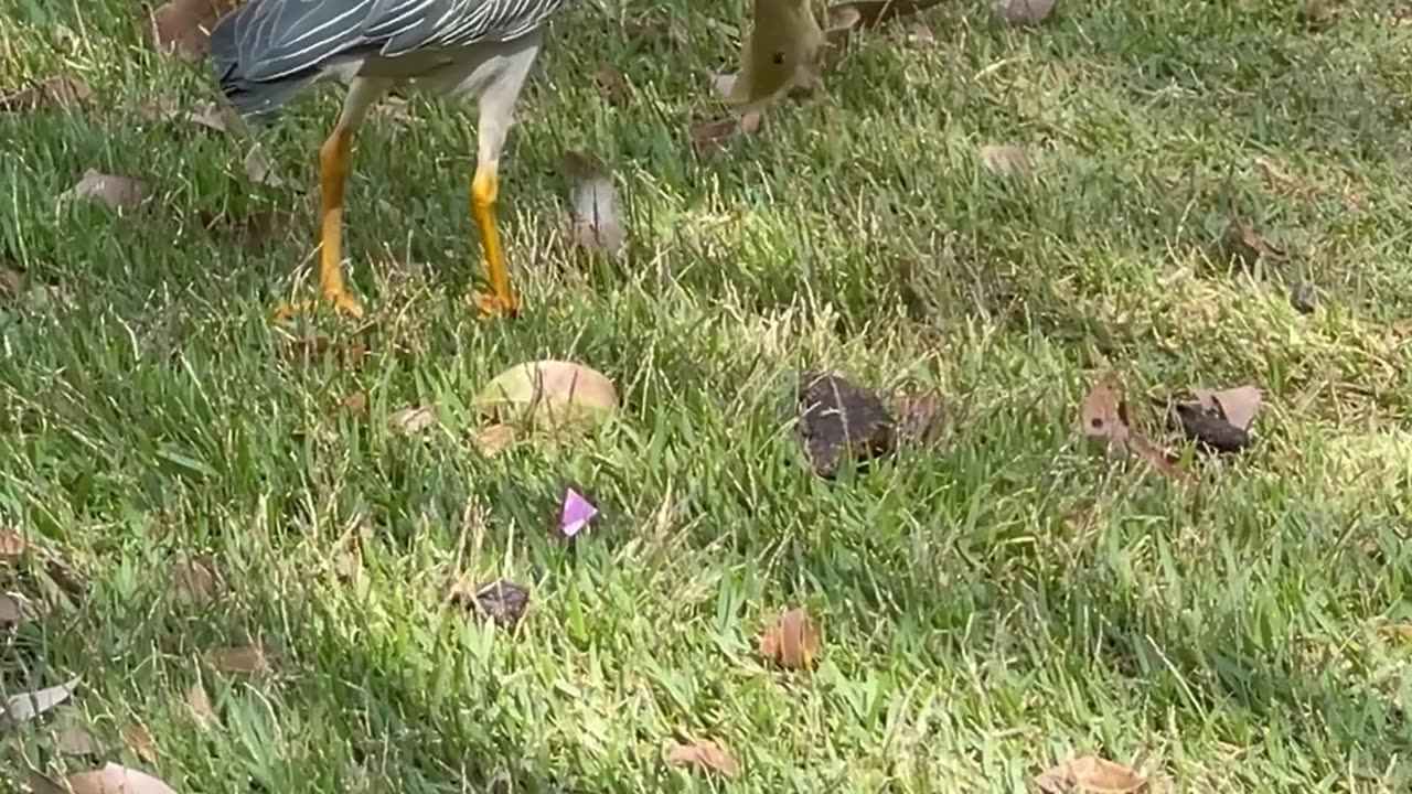 Bird Uses Bread To Fish