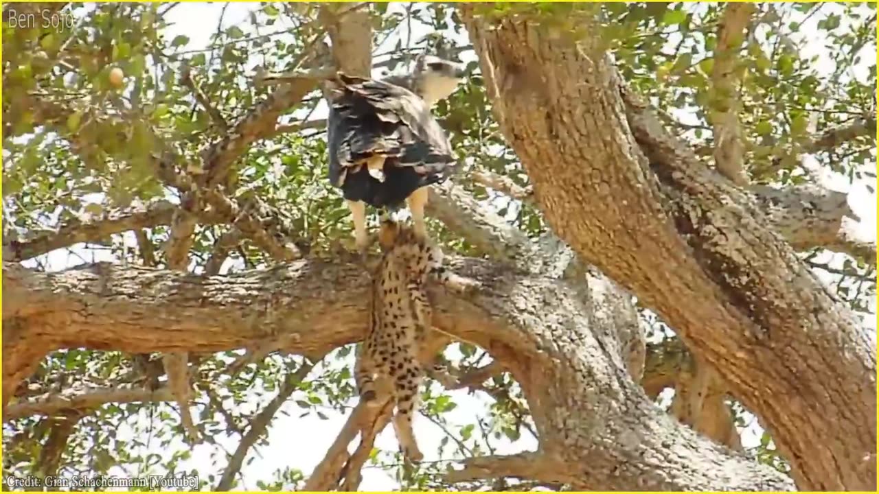 Nature's Apex Predators: 10 Eagles Hunt Their Prey with Ruthless Precision