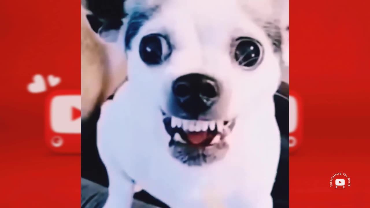 Try Not To Laugh Challenge - Funny Cat & Dog Vines compilation 2023 #2