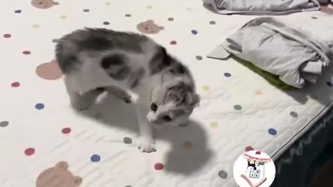 LOL, Crazy Funny Cats Moments Latest Funny Cats Shorts Videos Clips 😺😂😂