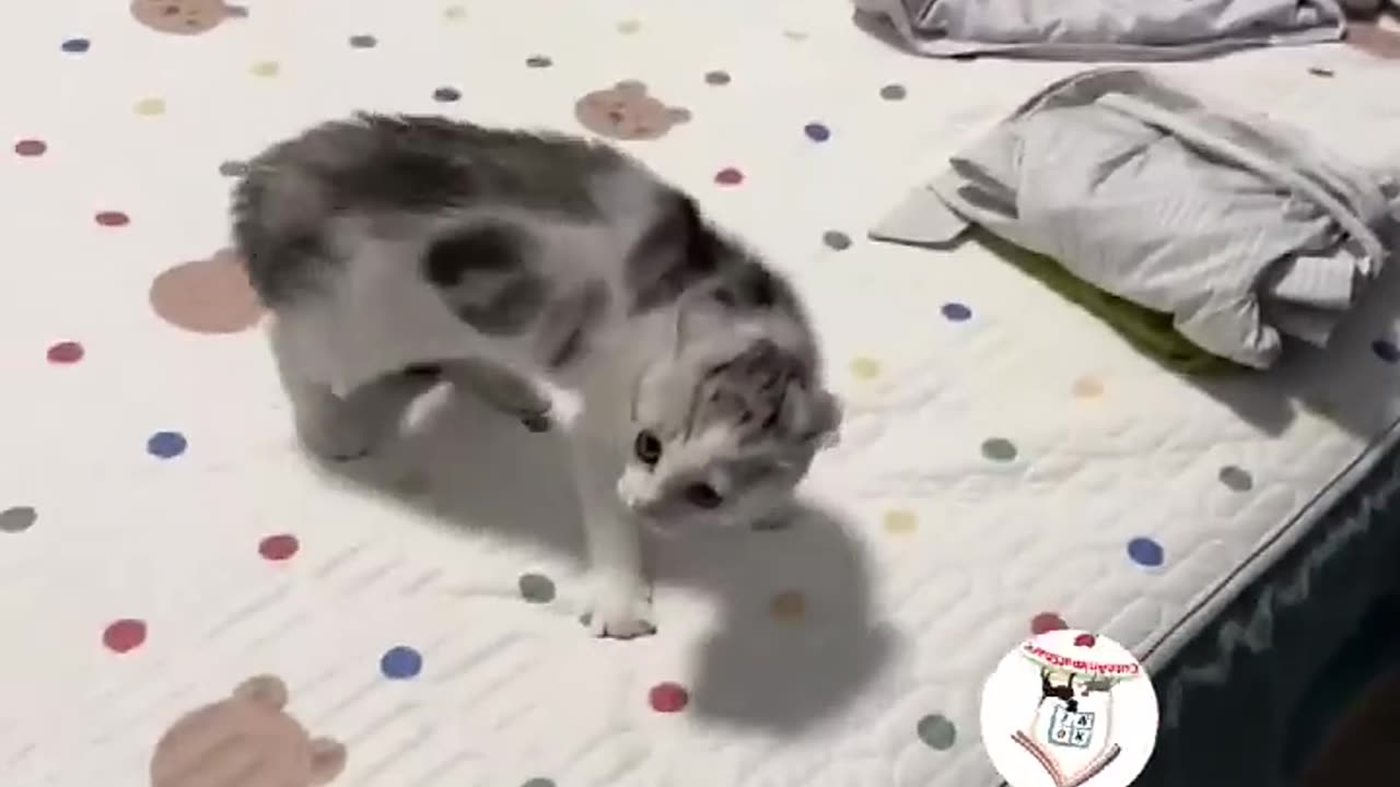 LOL, Crazy Funny Cats Moments Latest Funny Cats Shorts Videos Clips 😺😂😂