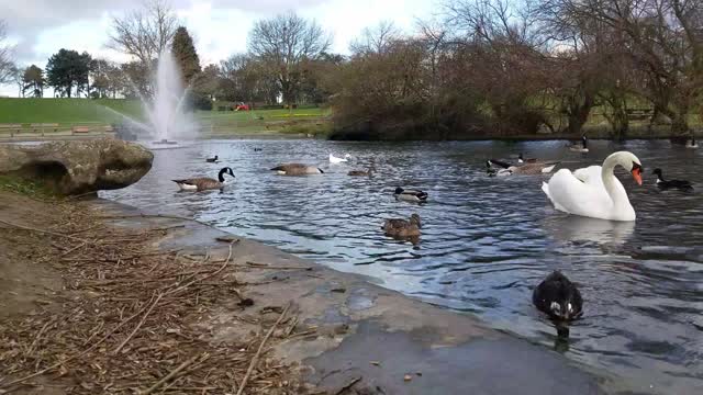 Lake & birds