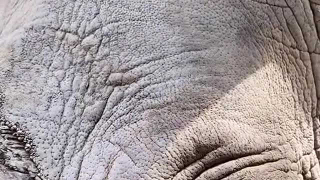 The Cute Girls have a rhino and a white rhino