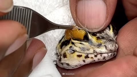 Crazy satisfying videos of Animals 🐥 cute animals