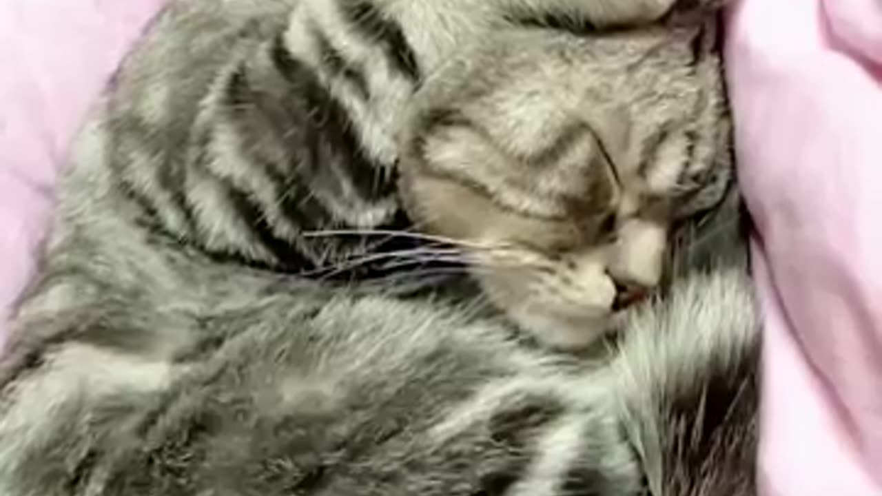 Funny and cute animals video 🥰🤣🤣
