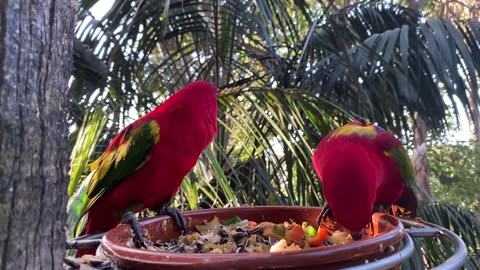 couple of parakeets