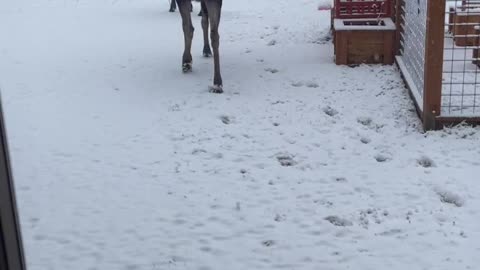 Dogs Alert to Moose in Back Yard