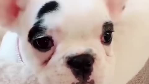 Funny dogs moment