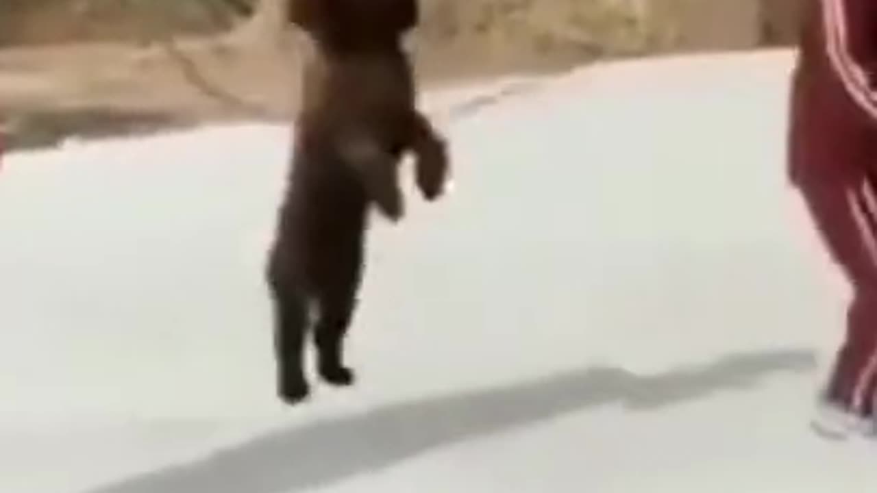 Dog defeats man