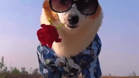 dog corgi