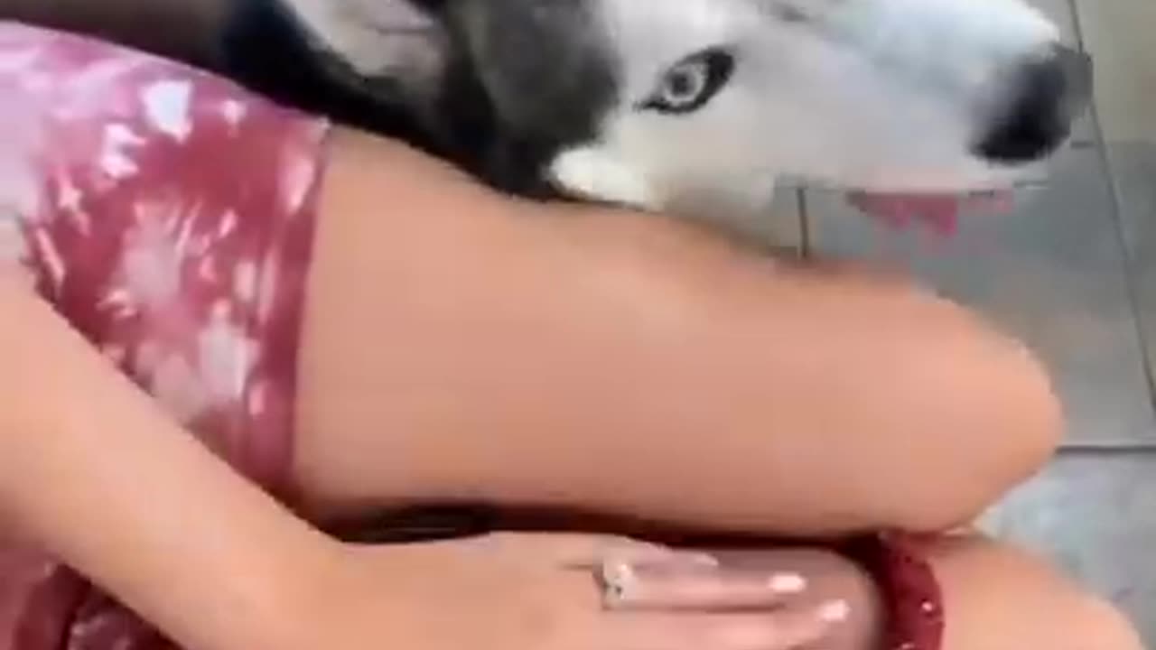 My Husky Does THIS at the Vet Every Time! 🤣