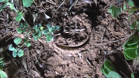 Trapdoor Spider Finally Gets The Cricket