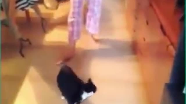 Funniest Cats 😹 - Don't try to hold back Laughter 😂