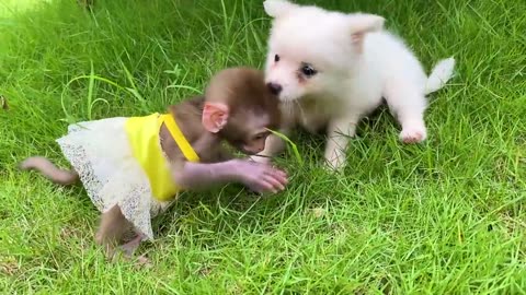 Baby monkey Bon Bon bath in the bathtub and playing with the puppy So cute