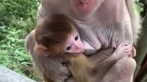 Feeding Baby Monkey Video