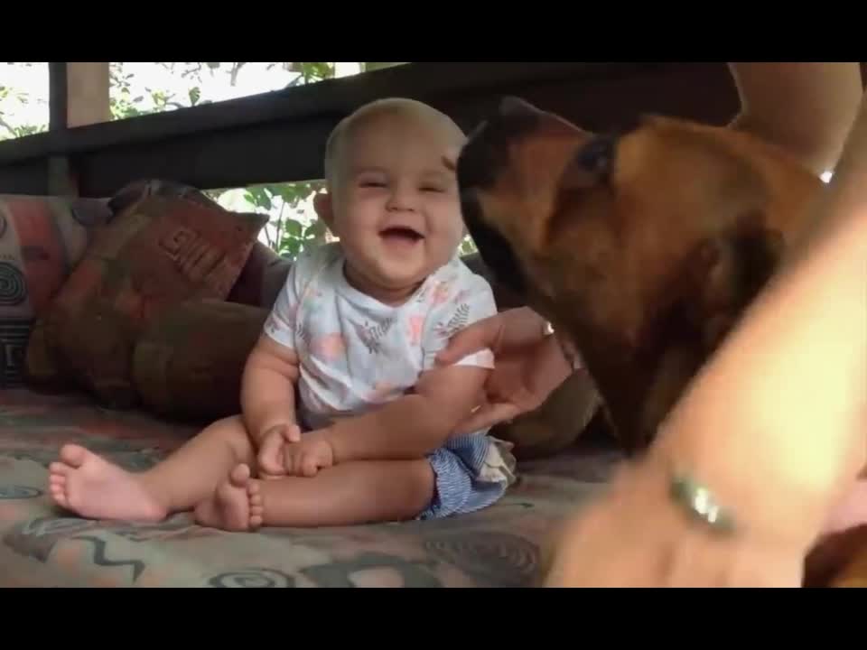 The pet dog plays games and amuses the baby