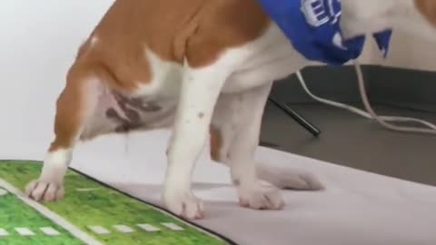 puppybowl