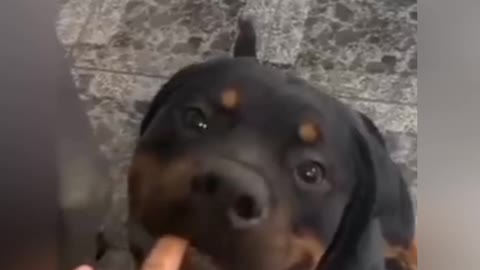 funny dog video 2022 its time to laugh with dogs life