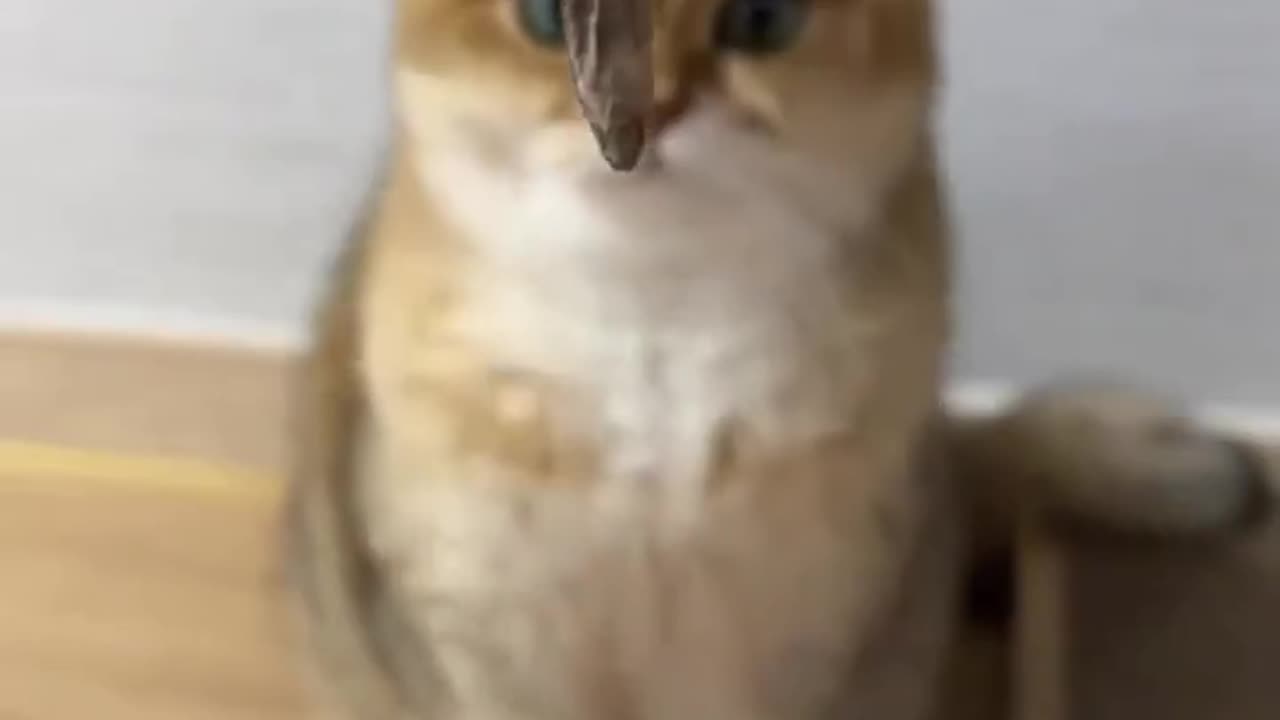 Cute cat asmr