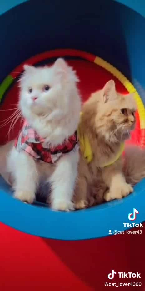 Tow cat play in basket