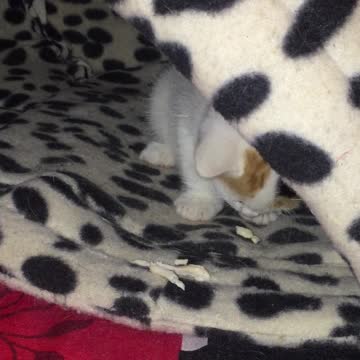 Fringes the kitten enjoying first solid food