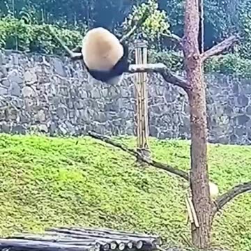 Furry Chuckles: The Cutest and Funniest Animal Moments Ever!