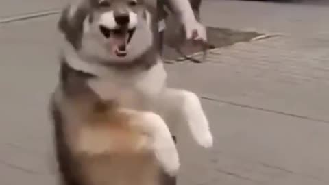 Happy Doggy