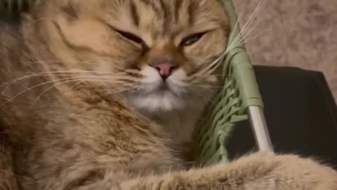 OMG ,cuteness on another level ..cat video compilation