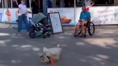 طريقه لهو كلب# Dog playing with its owner