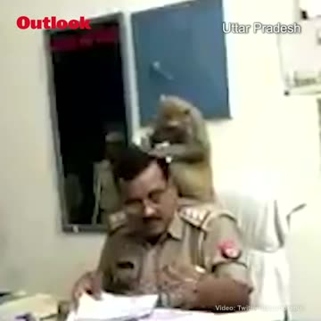 MONKEY FINDING SOMETHING