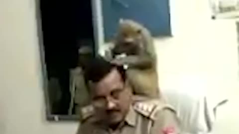 MONKEY FINDING SOMETHING